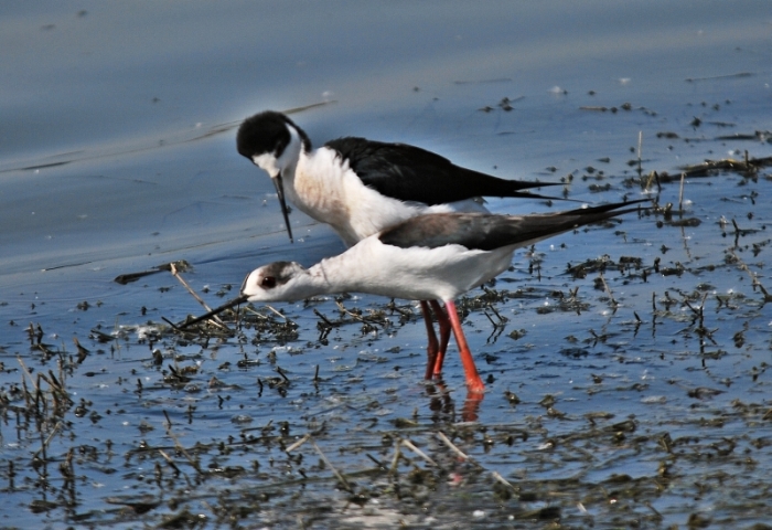 Cavalieri d''Italia ...